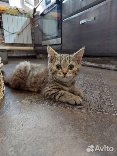 Британская кошка