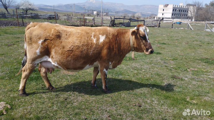 Бычок 11 мес