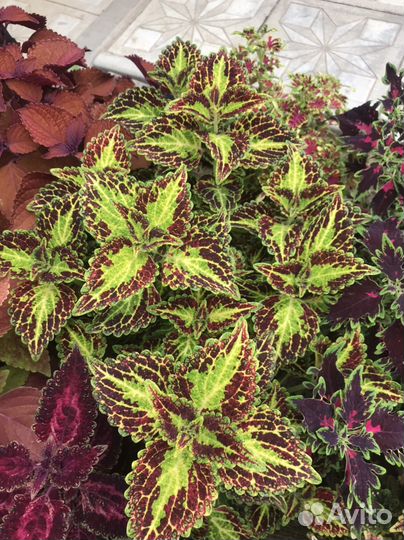 Колеусы на выбор