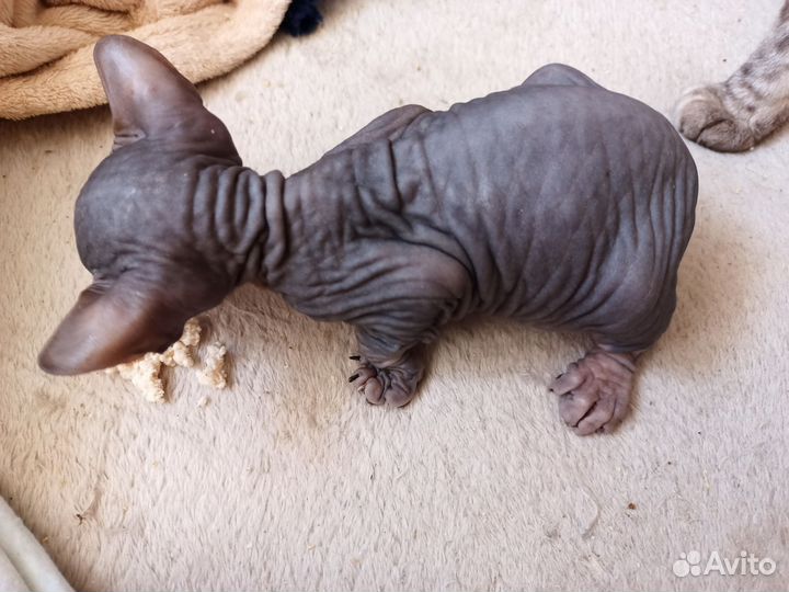 Донской сфинкс, девочка