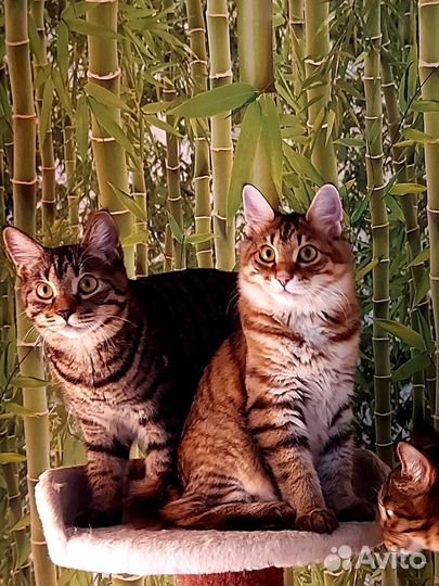 Котята-рысята