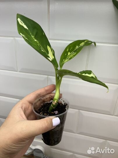 Диффенбахия aurora Аврора