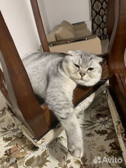 Шотландский вислоухий кот