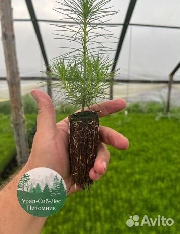Сосна зкс окс сеянцы Ель Лиственница Голуб Горная