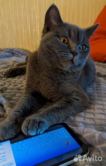 Отдам бесплатно. Британская кошка подросток