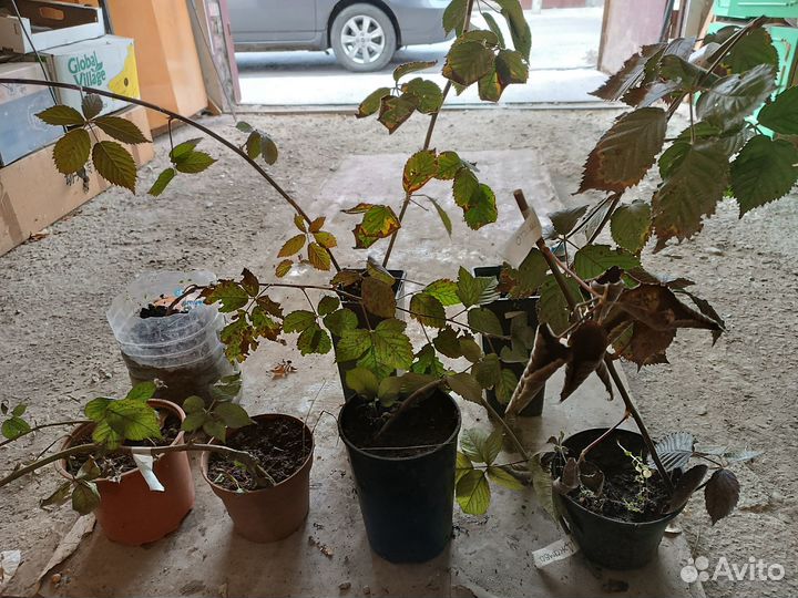 Саженцы ежевики натчез, оучито. астерина джамбо