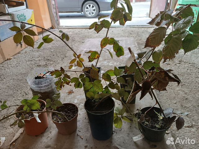 Саженцы ежевики натчез, оучито. астерина джамбо