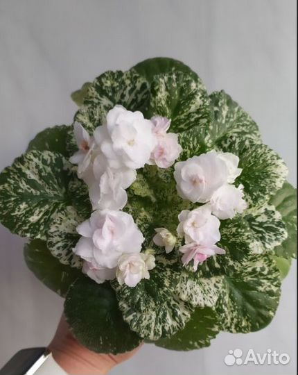 Фиалка - ук.листы - 5 сортов