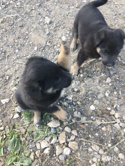 Отдам бесплатно щенки