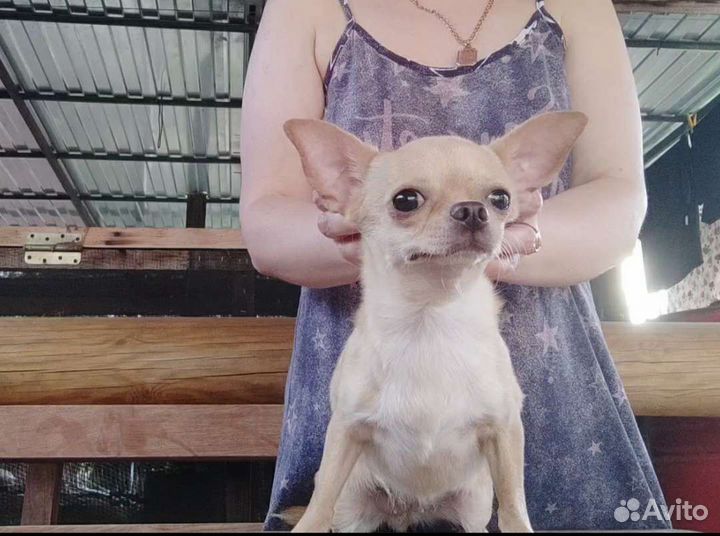 Щенки чихуахуа