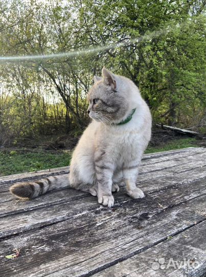 Британский кот вязка