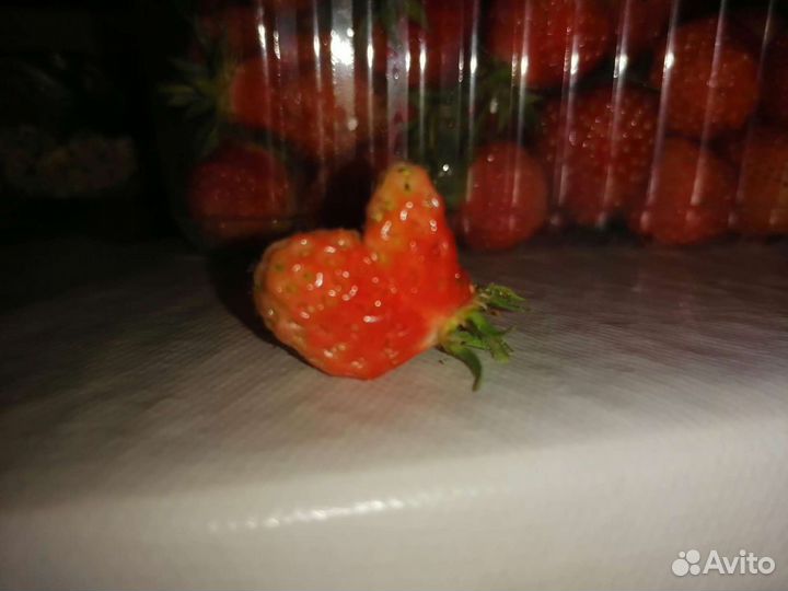 Рассада клубники