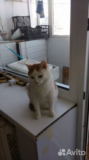 Котик в добрые руки
