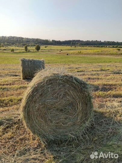 Продам сено