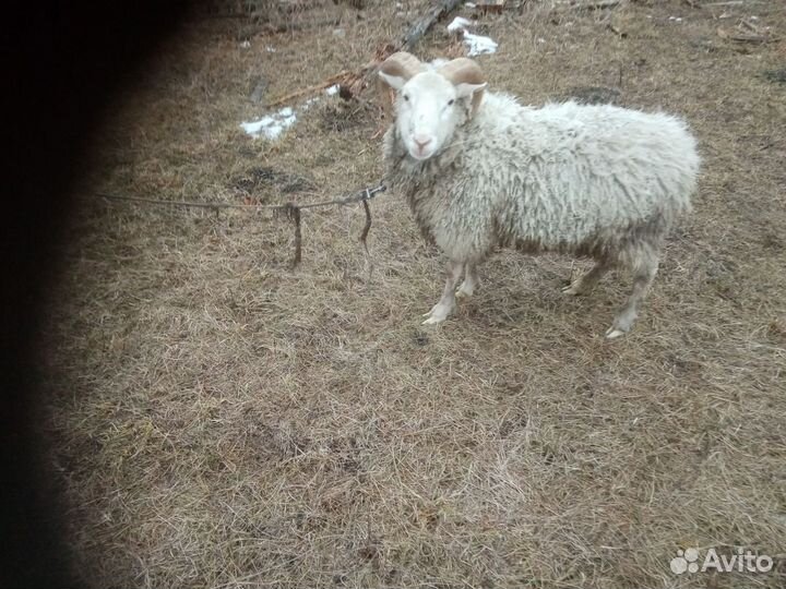 Баран Тексель-меринос