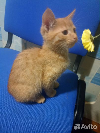 В добрые руки