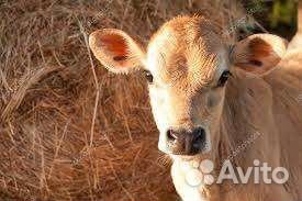 Бычки на доращивание
