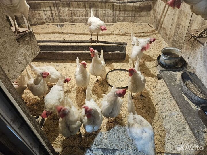 Куры несушки