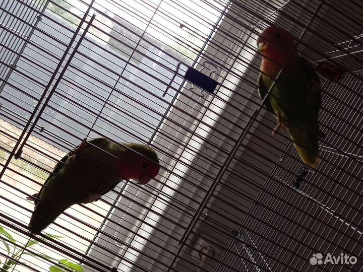 Неразлучники