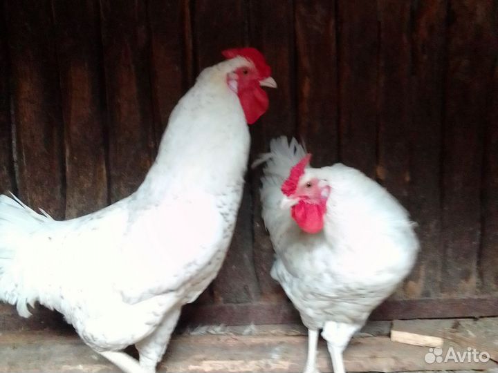 2 молодых петуха Пушкинской породы