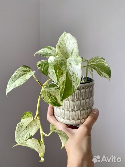 Сциндапсус марбл квин