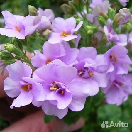 Бакопа вегетка ассортименте