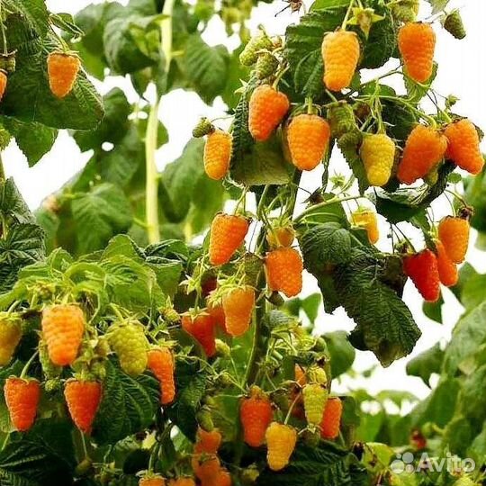 Ремонтантная малина оранжевая чудо