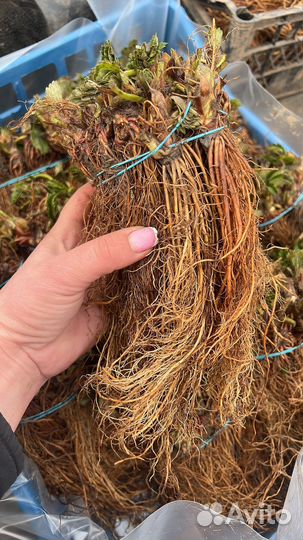 Рассада клубники Фриго