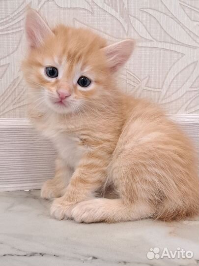 Котик в добрые руки