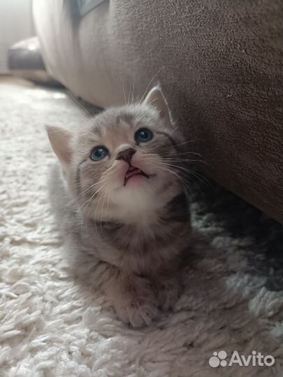 Британские котята