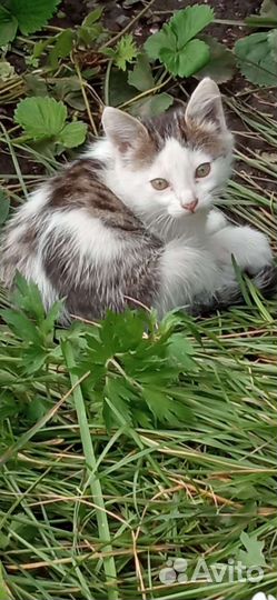 Кошка в дар бесплатно