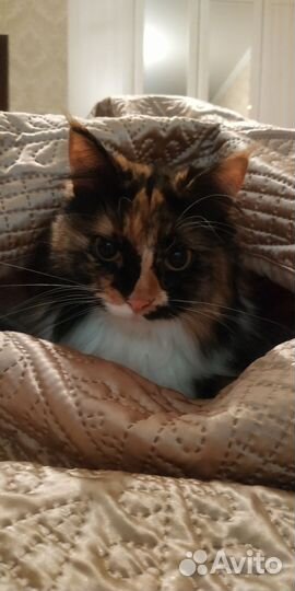 Кошка в дар бесплатно