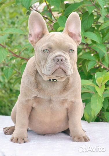 Французский бульдог щенки