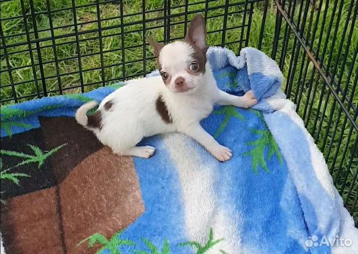 Супер мини Чихуахуа