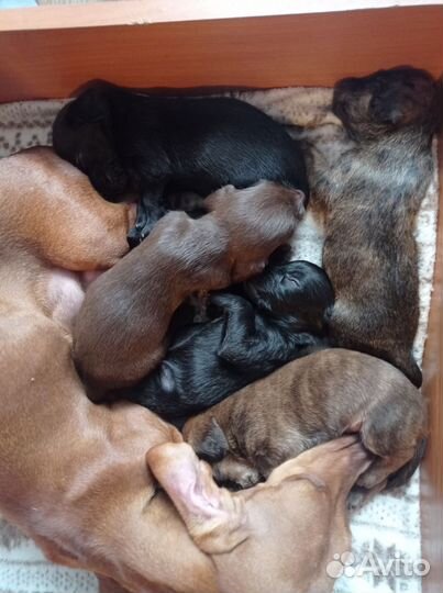 Отдам в добрые руки