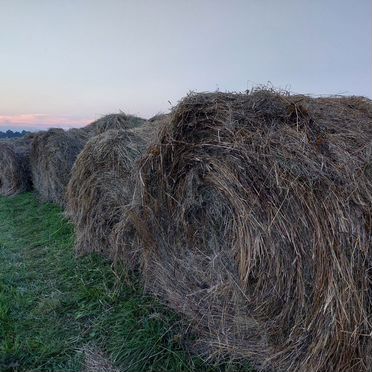 Продам сено в рулонах