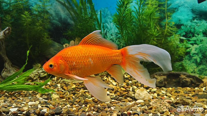 Бронь Золотая рыбка комета