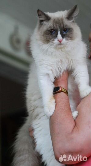 Кошки