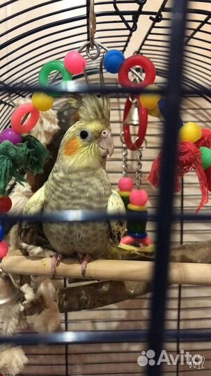 Птенцы Кореллы ручные