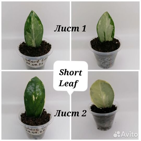 Замиокулькасы сортовые