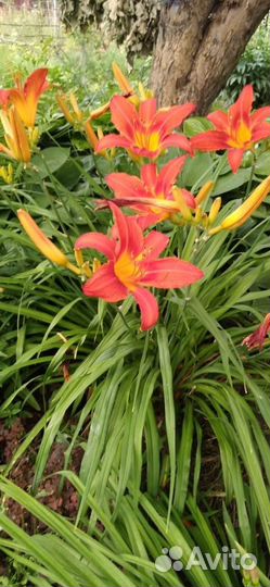 Цветы дачные