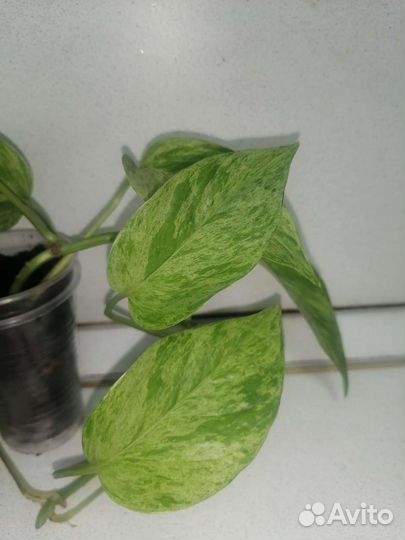 Сингониумы, филодендрон