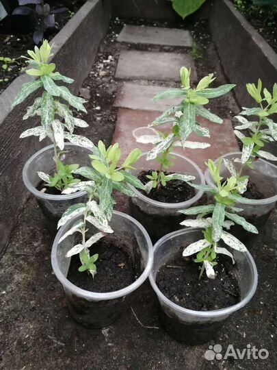 Ива японская Хакуро Нишики