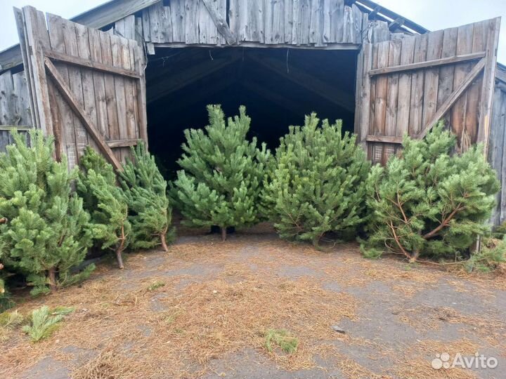Сосна новогодняя оптом