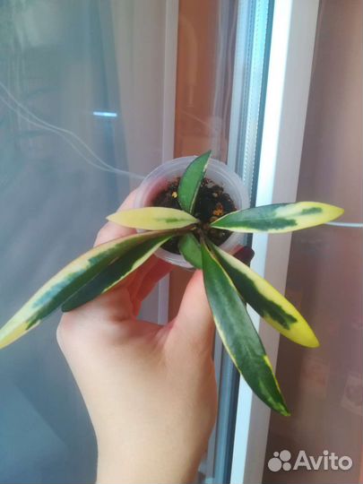 Дисхидия, Хойя