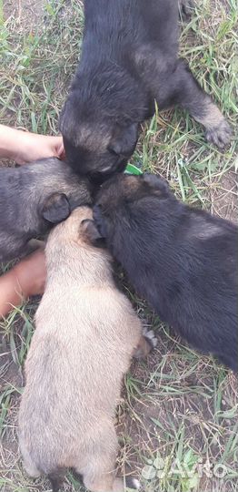 Отдам даром щенков