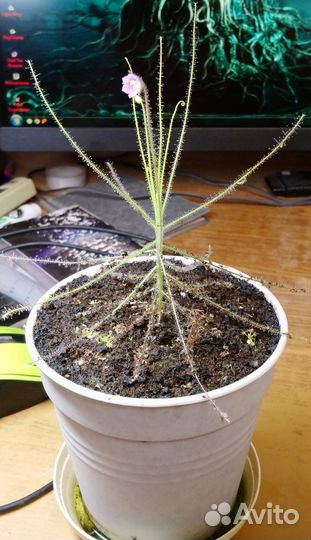 Семена хищных и др. растений