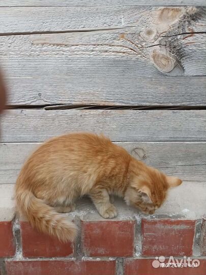 Кошка в дар