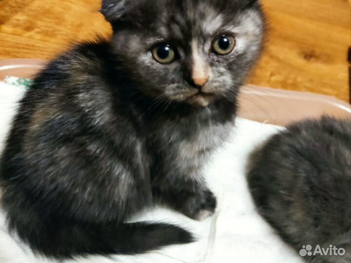 Шотландские котята