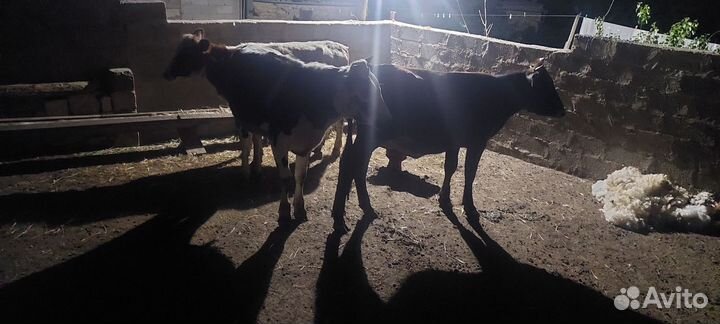 Тёлки бычок